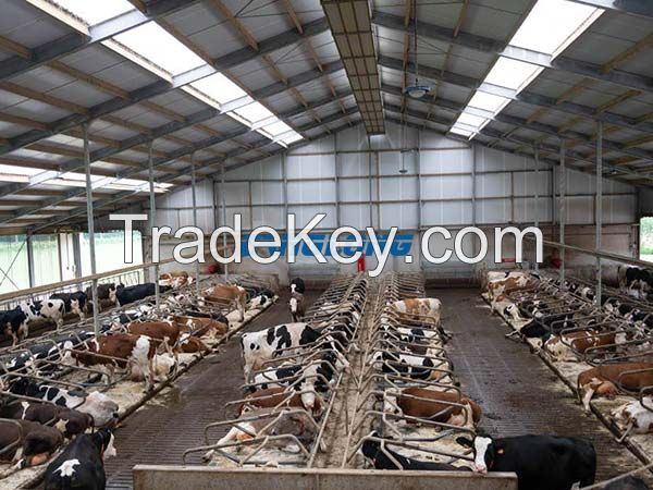 Steel frame structure cattle shed farm breeding metal cow house