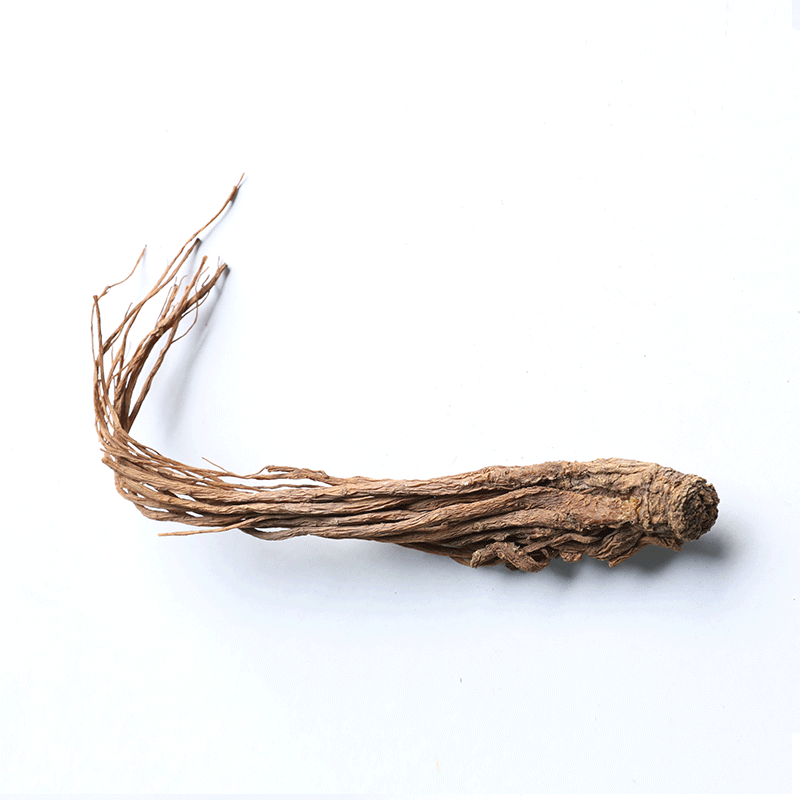 traditional medicine angelica nourish bright chinese angelica