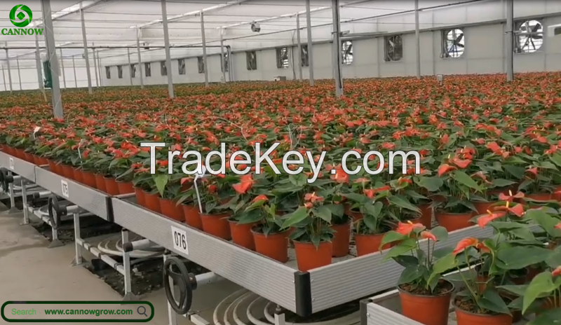 EBB flood rolling bench with ABS trays for seedling and flowers in greenhouse