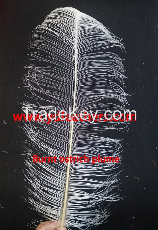 Burnt Ostrich Feather From China