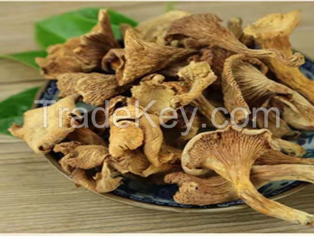 Chanterelles mushrooms