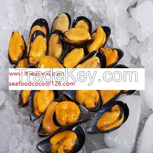 blue mussel zhangsf7736 at hotmail dot com
