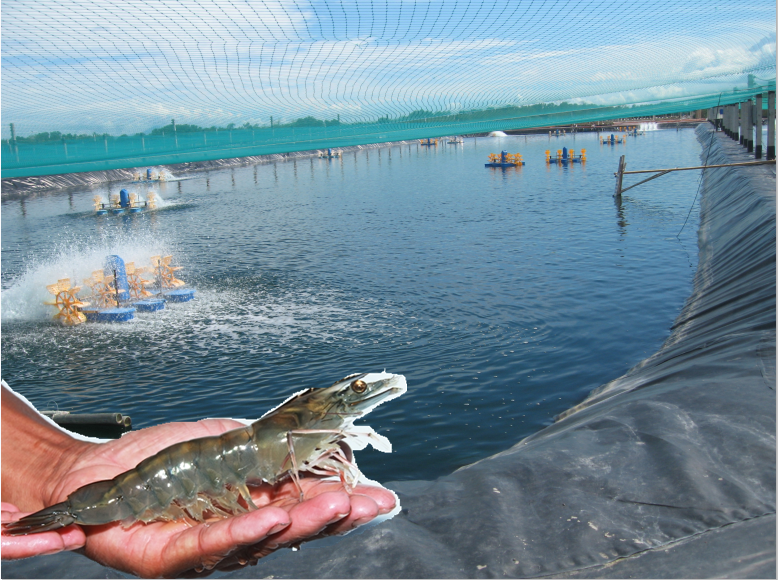 Hdpe geomembrane ,hdpe pond liner for fish shrimp pond waterprool plastic liner