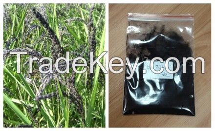 UV 25% Anthocyanin  from Black Rice Extract