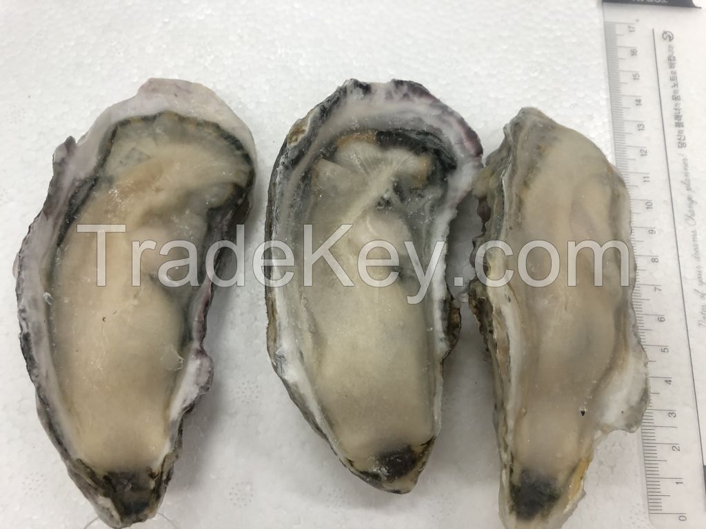 Frozen half shell oyster