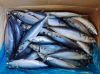Pacific mackerel WR wi...