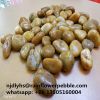 China Yellow Pebble Stone Tile Colored River Stone For Landscaping