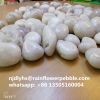 China White Pebble Stone  River Stone  Pebble Floor Tile