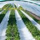 100% biodegradable plastic mulch film for agriculture and gardening agricultural films agricultural