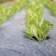 100% biodegradable plastic mulch film for agriculture and gardening agricultural films agricultural