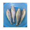 China Origin Frozen Yellow Croaker Fish Maw