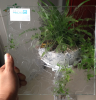 Shower Glass Fence Glass Standard Building Glass Object Glass with Ce SGCC Certificate