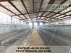 20000 birds layer chicken cage for sale in nigeria