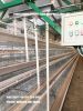 Poultry farming layer chicken cage