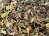 Factory Supply EU Standard White Peony Yunnan PaiMuDan White tea in Bulk