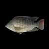 Frozen tilapia whole r...