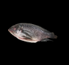 Frozen tilapia gutted ...
