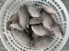 Frozen tilapia whole r...