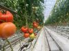 Tunnel farming plastic...