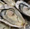 Fresh oyster(Pacific o...