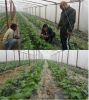 PE cucumber net plant support net