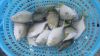 Golden pompano fresh and health from China
