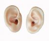 Vivid Soft  Silicone Material demo Ear Display for Hearing Aid Instruments
