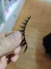 2021 new style eyelashes wispy and fluffy eyelashes 