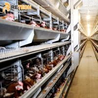H Type Chicken Layer Cages With Automatic Feeding System