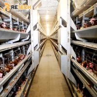 H Type Chicken Layer Cages With Automatic Feeding System