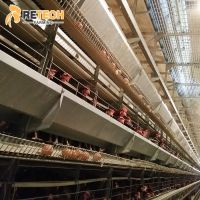 H Type Chicken Layer Cages With Automatic Feeding System