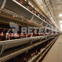 Layer Chicken House Used Automatic Poultry Nipple Drinker