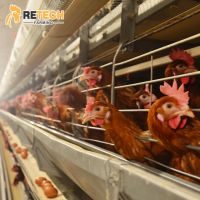 Retech Advanced Full Automatic A Type Battery Chicken Cage System