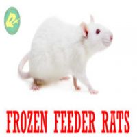 Frozen Feeder Rats for Reptiles Amphibians Birds of Prey Food Wholesale