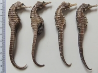 https://www.tradekey.com/product_view/14cm-45cm-Dried-Seahorse-For-Sale-Dried-Seahorse-Wholesaler-Fast-Shipping-To-China-9799721.html