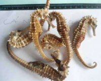 Dried Seahorse Wholesaler fast shipping | 14cm-45cm Dried Seahorse for Sale