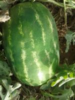 Iranian Watermelon