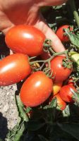 tomato for tomato paste
