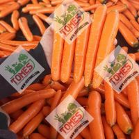 Wholesale fresh potato Iranian supplier Carrots