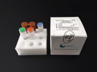 New Coronavirus (2019-nCoV) Nucleic Acid Detection Kit (RT PCR method)