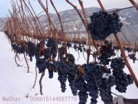 grape seedlings Cold-resistant Cold limit minus 37 degrees Grape seedlings for planting