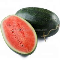 High yield and resistance hybrid watermelon seeds