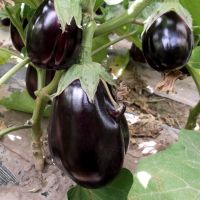 Hot selling best vegetable seeds Solanum melongena seeds planting