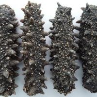 Dried Sea Cucumber Cheap High quality