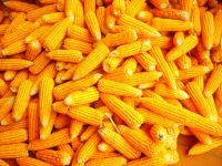 Best Quality Natural Yellow Corn /Maize For Animal
