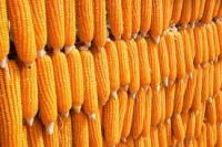 Suppliers 60% protein Corn Gluten Meal/ Yellow Corn Maize Grains