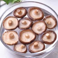 Dashanhe Money Mushroom
