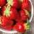 Fresh Strawberry Fruits/Fresh Fruits!
