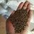 Whole Cassia Tora Seeds