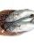 Horse Mackerel, Salmon, Ribbon Fish ,Eel, Sea Bass